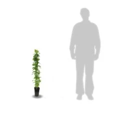 Clématite Armandii Enham Star/pot De 3l - Echelle Bambou 60/120 Cm -Pas Cher Verloisia Magasin 63f4cf57c31d74.25275782