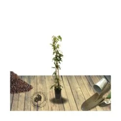 Clématite Armandii Enham Star/pot De 3l - Echelle Bambou 60/120 Cm -Pas Cher Verloisia Magasin 63f4cf57d6a260.15793300