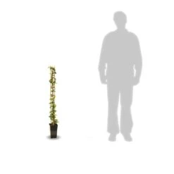 Jasmin étoilé Jasminoïdes/pot De 3l - Echelle Bambou 60/120 Cm -Pas Cher Verloisia Magasin 63f4cf639b70b1.42780413