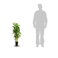 Glycine Du Japon Floribunda Alba/pot De 3l - Echelle Bambou 60/120 Cm -Pas Cher Verloisia Magasin 63f4cf8f106217.36862265