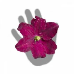 Clématite Niobe/pot De 3l - Echelle Bambou 60/120 Cm -Pas Cher Verloisia Magasin 63f4cfc92b9b23.91620428