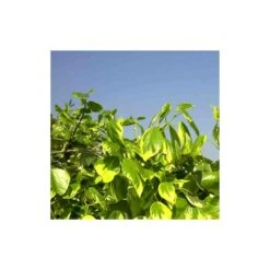 Lierre Des Colchide Colchica Dentata Variegata/pot De 3l - Echelle Bambou 60/120 Cm -Pas Cher Verloisia Magasin 63f4cfeaeaa613.37860565