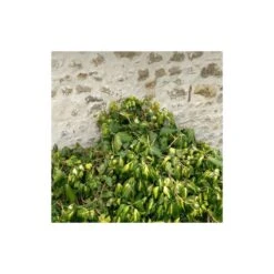 Lierre Des Colchide Colchica Dentata Variegata/pot De 3l - Echelle Bambou 60/120 Cm -Pas Cher Verloisia Magasin 63f4cfeaedea79.37613932