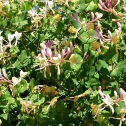 Chèvrefeuille Periclymenum Serotina/godet - 5/20 Cm