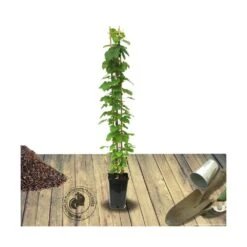 Clématite Florida Cassis™ 'evipo020'/pot De 1,5l - Tuteur Bambou 30/60 Cm -Pas Cher Verloisia Magasin 63f4d002428a29.44392259