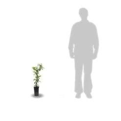 Clématite Florida Cassis™ 'evipo020'/pot De 1,5l - Tuteur Bambou 30/60 Cm -Pas Cher Verloisia Magasin 63f4d0025315b3.66147040