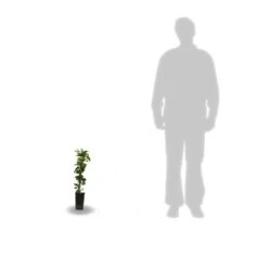 Chèvrefeuille Japonica Hall's Prolific/pot De 1,5l - Tuteur Bambou 30/60 Cm -Pas Cher Verloisia Magasin 63f4d010891aa4.12503587