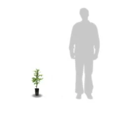 Bignone Radicans Yellow Trumpet/pot De 1l - Tuteur 60 Cm -Pas Cher Verloisia Magasin 63f4d040d39796.76035925