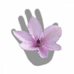 Clématite Hagley Hybrid/pot De 3l - Echelle Bambou 60/120 Cm -Pas Cher Verloisia Magasin 63f4d042424208.54318118