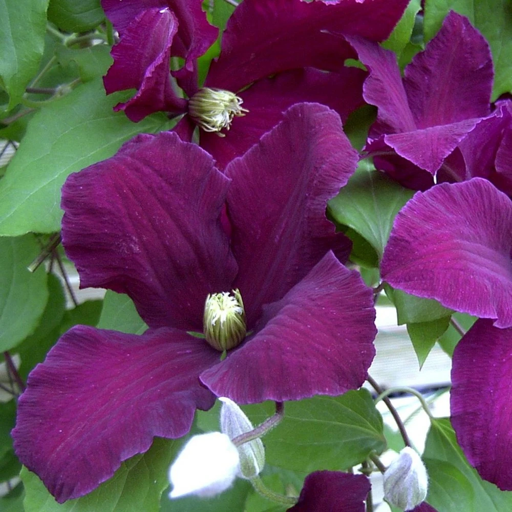 Clématite Warsaw Nike/pot De 1,5l 1 Clématite Warsaw Nike/pot De 1,5l