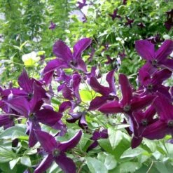 Pas Cher Verloisia Magasin 21 Clématite Viticella Black Prince/pot De 2l