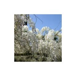 Glycine De Chine Sinensis Var. Alba/godet - 5/20 Cm -Pas Cher Verloisia Magasin 63f4d06f528362.73800189