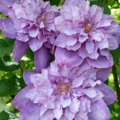 Clématite Vyvyan Pennell/pot De 1,5l - Tuteur Bambou 30/60 Cm -Pas Cher Verloisia Magasin 63f4d0720a9112.98823519