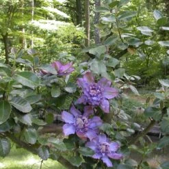 Clématite Vyvyan Pennell/pot De 1,5l - Tuteur Bambou 30/60 Cm -Pas Cher Verloisia Magasin 63f4d0721bf9f5.16034728