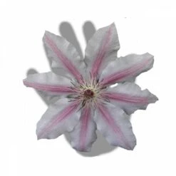 Clématite Nelly Moser/pot De 3l - Echelle Bambou 60/120 Cm -Pas Cher Verloisia Magasin 63f4d0a8b59644.83287432