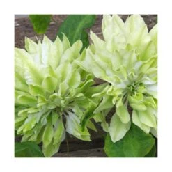 Clématite Sen No Kaze/pot De 1,5l - Tuteur Bambou 30/60 Cm -Pas Cher Verloisia Magasin 63f4d0b066b099.53417695