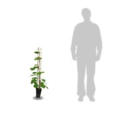 Kiwi Chinensis Solo (autofertile)/pot De 3l - 60/120 Cm -Pas Cher Verloisia Magasin 63f4d29fa87205.32735292