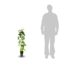 Vigne Vierge Quinquefolia Red Wall® 'troki'/pot De 3l - Echelle Bambou 60/120 Cm -Pas Cher Verloisia Magasin 63f4d6611db854.28484356