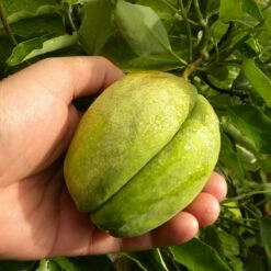 Arauja Sericofera Rosea/pot De 3l - Echelle Bambou 60/120 Cm -Pas Cher Verloisia Magasin 63f4d75099f939.06378437