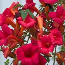 Pas Cher Verloisia Magasin -Pas Cher Verloisia Magasin 63f4d7d09b3864.62419399