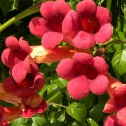 Bignone X Tagliabuana Grenadine 'rutcam'/pot De 1,5l - Tuteur Bambou 30/60 Cm -Pas Cher Verloisia Magasin 63f4d7d0a45c82.39022646