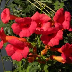 Pas Cher Verloisia Magasin 33 Bignone X Tagliabuana Grenadine 'rutcam'/pot De 1,5l - Tuteur Bambou 30/60 Cm