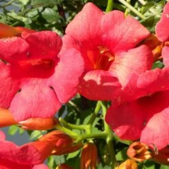 Bignone X Tagliabuana Grenadine 'rutcam'/pot De 1,5l - Tuteur Bambou 30/60 Cm -Pas Cher Verloisia Magasin 63f4d7d0abe4a8.43578587