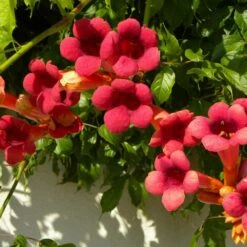 Bignone X Tagliabuana Grenadine 'rutcam'/pot De 1,5l - Tuteur Bambou 30/60 Cm -Pas Cher Verloisia Magasin 63f4d7d0af6e21.29686340