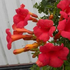 Bignone X Tagliabuana Grenadine 'rutcam'/pot De 1,5l - Tuteur Bambou 30/60 Cm -Pas Cher Verloisia Magasin 63f4d7d0b66d96.15094678