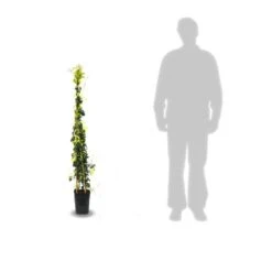 Bignone Capreolata Tangerine Beauty/pot De 1,5l - Tuteur Bambou 30/60 Cm -Pas Cher Verloisia Magasin 63f4d7d68f4224.31305278