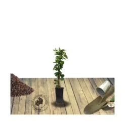 Chèvrefeuille Similis Var. Delavayi/pot De 10l - 400/500 Cm Sur Ficelle -Pas Cher Verloisia Magasin 63f4d7dab60624.65218314