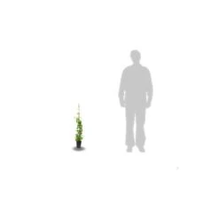 Chèvrefeuille Similis Var. Delavayi/pot De 10l - 400/500 Cm Sur Ficelle -Pas Cher Verloisia Magasin 63f4d7dabce7a0.85366617