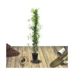Jasmin étoilé Jasminoïdes Variegata/pot De 10l - 200/300 Cm Sur Ficelle -Pas Cher Verloisia Magasin 63f4d7e1931e03.49259872