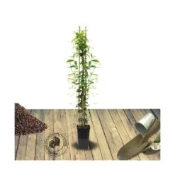 Jasmin étoilé Jasminoïdes Variegata/pot De 10l - 200/300 Cm Sur Ficelle -Pas Cher Verloisia Magasin 63f4d7e1963085.15874906