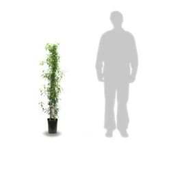 Jasmin étoilé Jasminoïdes Variegata/pot De 10l - 200/300 Cm Sur Ficelle -Pas Cher Verloisia Magasin 63f4d7e1994e84.74776720