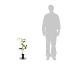 Glycine De Chine Sinensis/pot De 2l - 60 Cm -Pas Cher Verloisia Magasin 63f4d7e58ff340.86883666