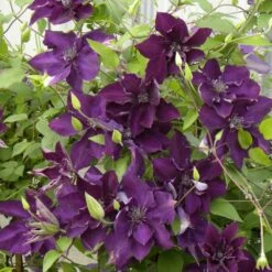 Clématite Amethyst Beauty™ 'evipo043'/pot De 1,5l - Tuteur Bambou 30/60 Cm