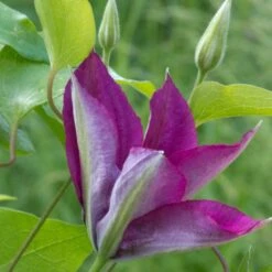 Clématite Picardy™ 'evipo024'/pot De 1,5l - Tuteur Bambou 30/60 Cm -Pas Cher Verloisia Magasin 63f4d7f9217e01.06139563