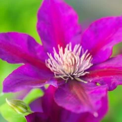 Clématite Picardy™ 'evipo024'/pot De 1,5l - Tuteur Bambou 30/60 Cm -Pas Cher Verloisia Magasin 63f4d7f92b77d3.70090081