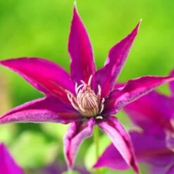 Clématite Picardy™ 'evipo024'/pot De 1,5l - Tuteur Bambou 30/60 Cm -Pas Cher Verloisia Magasin 63f4d7f92e8e69.76055906