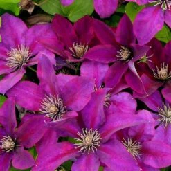 Clématite Picardy™ 'evipo024'/pot De 1,5l - Tuteur Bambou 30/60 Cm -Pas Cher Verloisia Magasin 63f4d7f9319c40.46305442