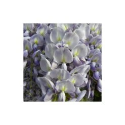 Glycine De Chine Sinensis/pot De 10l - 400/500 Cm Sur Ficelle -Pas Cher Verloisia Magasin 63f4d7ff3694a1.83214454