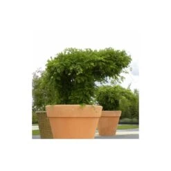 Glycine De Chine Sinensis/pot De 10l - 400/500 Cm Sur Ficelle -Pas Cher Verloisia Magasin 63f4d7ff44d7a8.85644772
