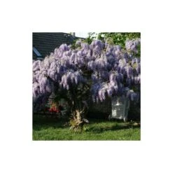 Glycine De Chine Sinensis/pot De 10l - 400/500 Cm Sur Ficelle -Pas Cher Verloisia Magasin 63f4d7ff6ae844.08031931