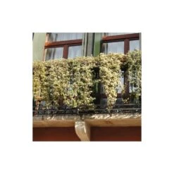 Lierre Des Bois Helix Elegantissima/godet - 5/20 Cm -Pas Cher Verloisia Magasin 63f4d81c4a1705.09285112