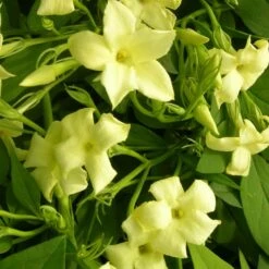 Jasmin Blanc Officinalis Clotted Cream® 'devon Cream'/pot De 1,5l - Tuteur Bambou 30/60 Cm