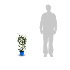 Passiflore Caerulea/pot De 10l - 300/400 Cm Sur Ficelle -Pas Cher Verloisia Magasin 63f4d8428ee9c3.04767202