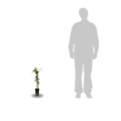 Passiflore Caerulea/pot De 10l - 300/400 Cm Sur Ficelle -Pas Cher Verloisia Magasin 63f4d8429225e8.87129398