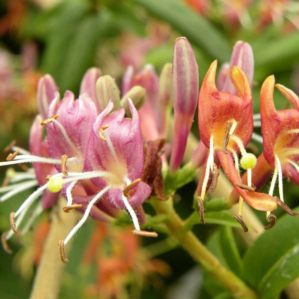 Chèvrefeuille Henryi/pot De 3l - Echelle Bambou 60/120 Cm 1 Chèvrefeuille Henryi/pot De 3l - Echelle Bambou 60/120 Cm