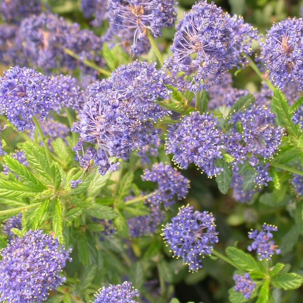 Ceanothe X Italian Skies/pot De 4l - 40/60 Cm 1 Ceanothe X Italian Skies/pot De 4l - 40/60 Cm